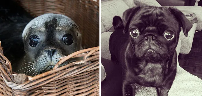 Seals Are Actually Ocean Puppies (40 Pics)