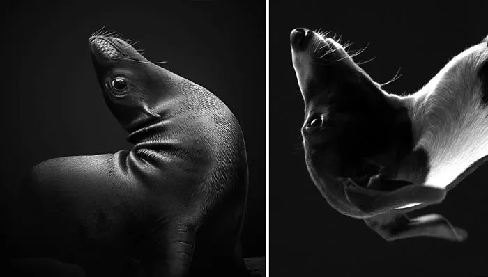 Seals Are Actually Ocean Puppies (40 Pics)