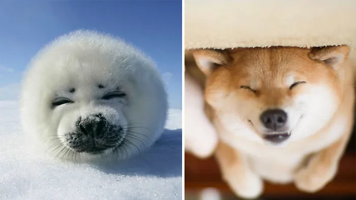 Seals Are Actually Ocean Puppies (40 Pics)