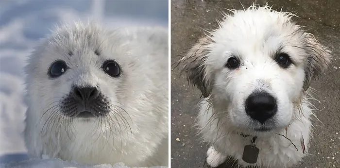 Seals Are Actually Ocean Puppies (40 Pics)