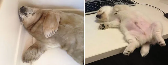 Seals Are Actually Ocean Puppies (40 Pics)