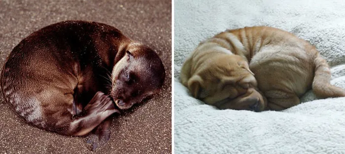 Seals Are Actually Ocean Puppies (40 Pics)