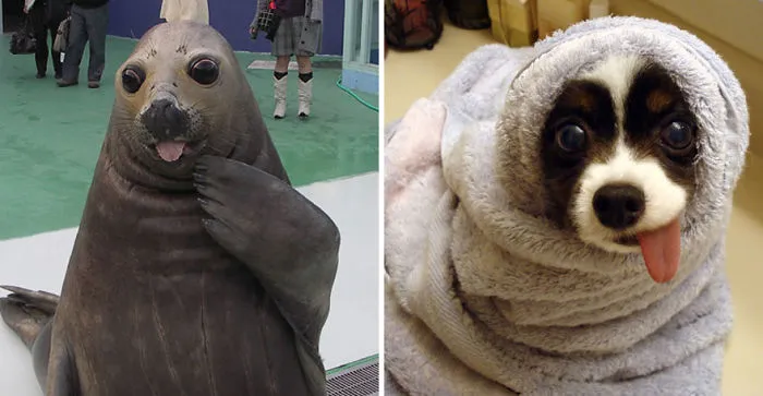 Seals Are Actually Ocean Puppies (40 Pics)