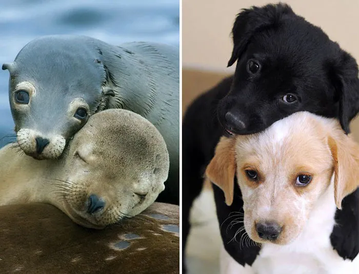 Seals Are Actually Ocean Puppies (40 Pics)