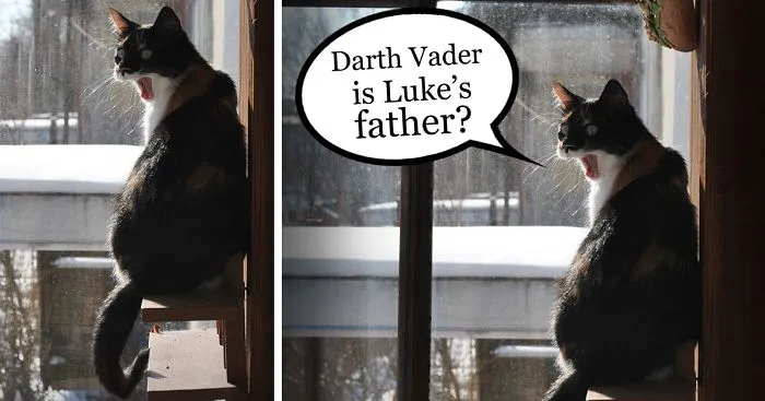 Give A Voice To My Cat!
