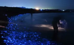 I Captured The Mysterious Glowing Sea In Japan