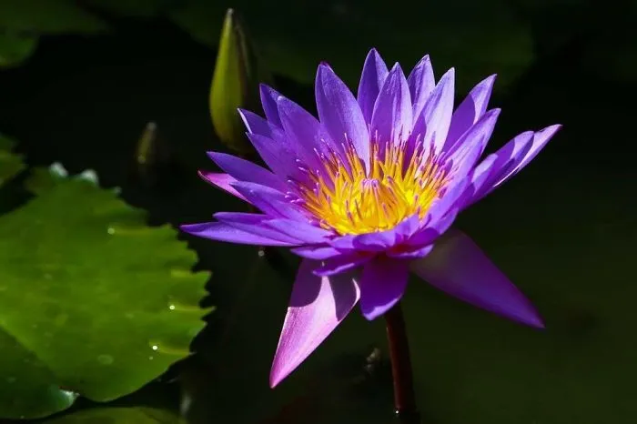 Waterlily