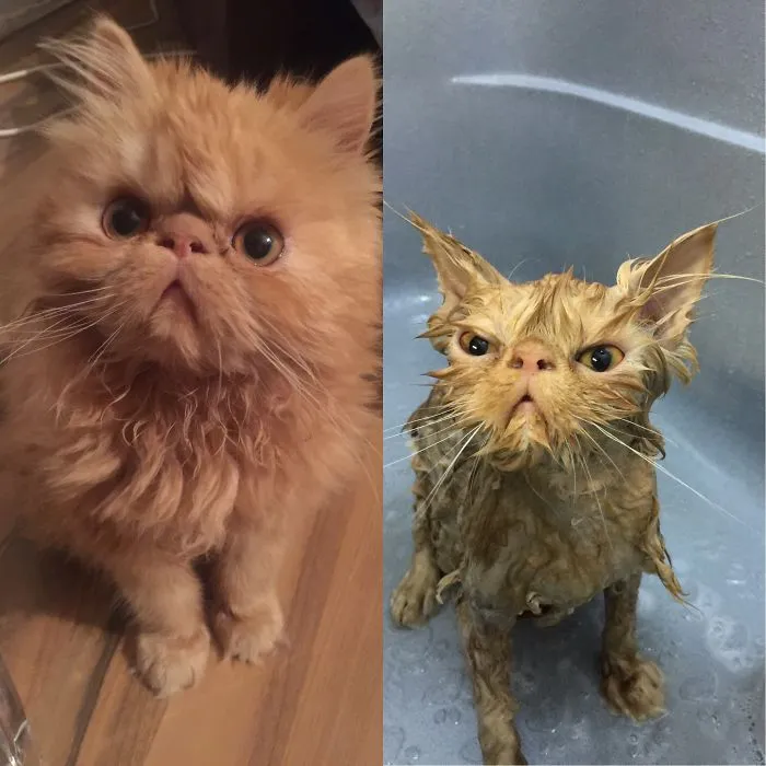 Fb: Puki
