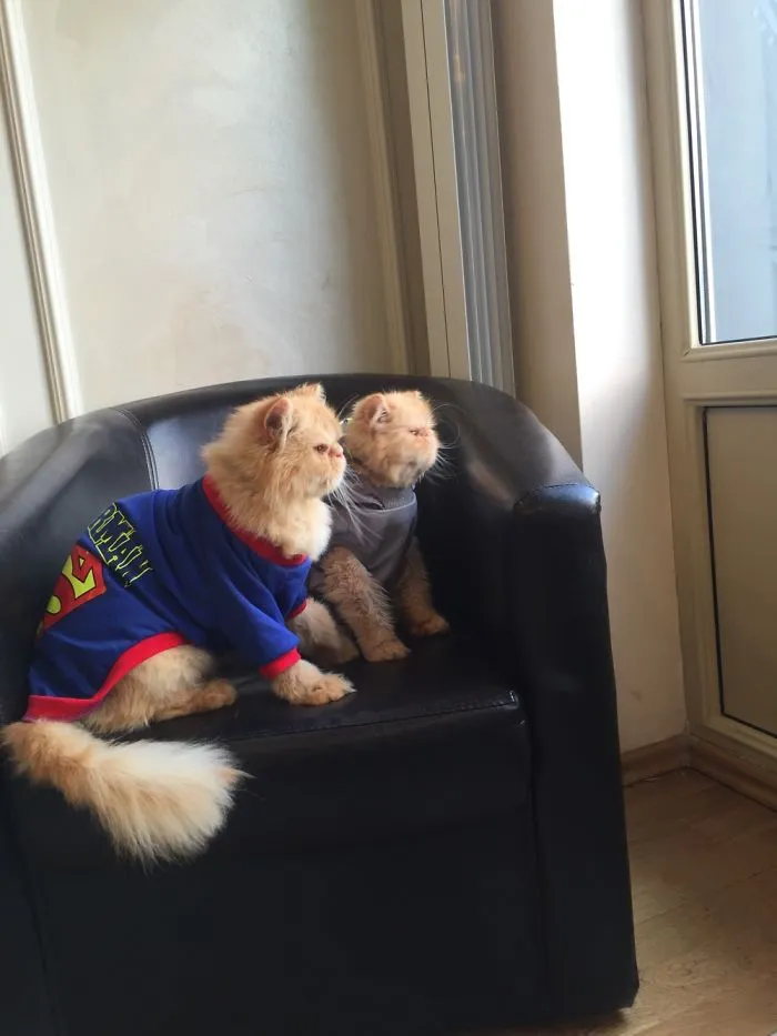 Grumpy Batman Vs Grumpy Superman