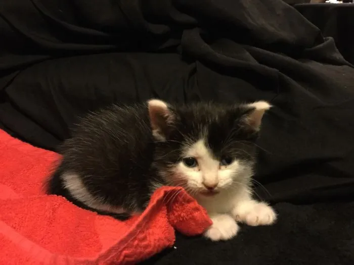 New Kitten