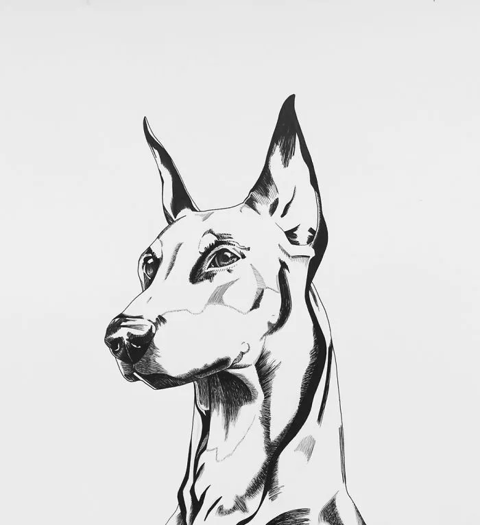 Doberman
