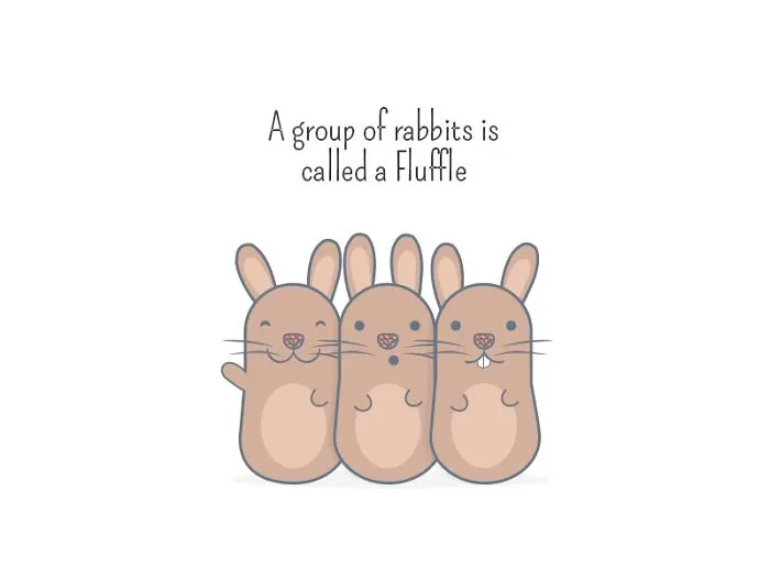 Rabbit Animal Fact Of The Day!
