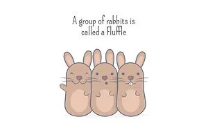Rabbit Animal Fact Of The Day!