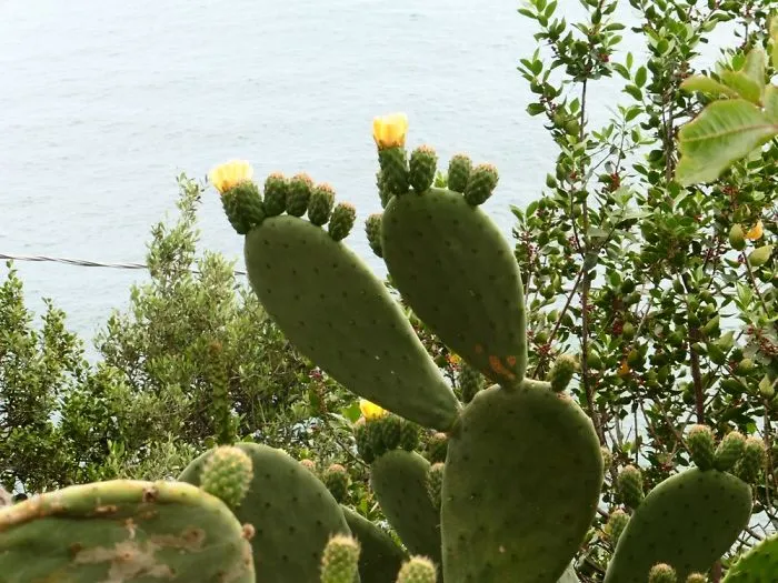 Prickly Feet