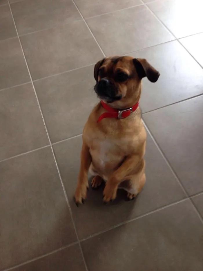 Cute Pics Of My Dog Buddy Xx