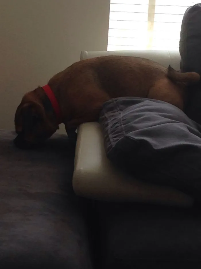 My Cute Dog Buddy