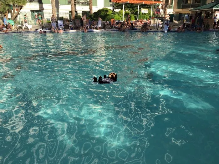 Poolparty