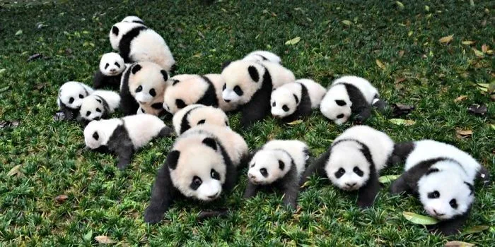Cute Pandas