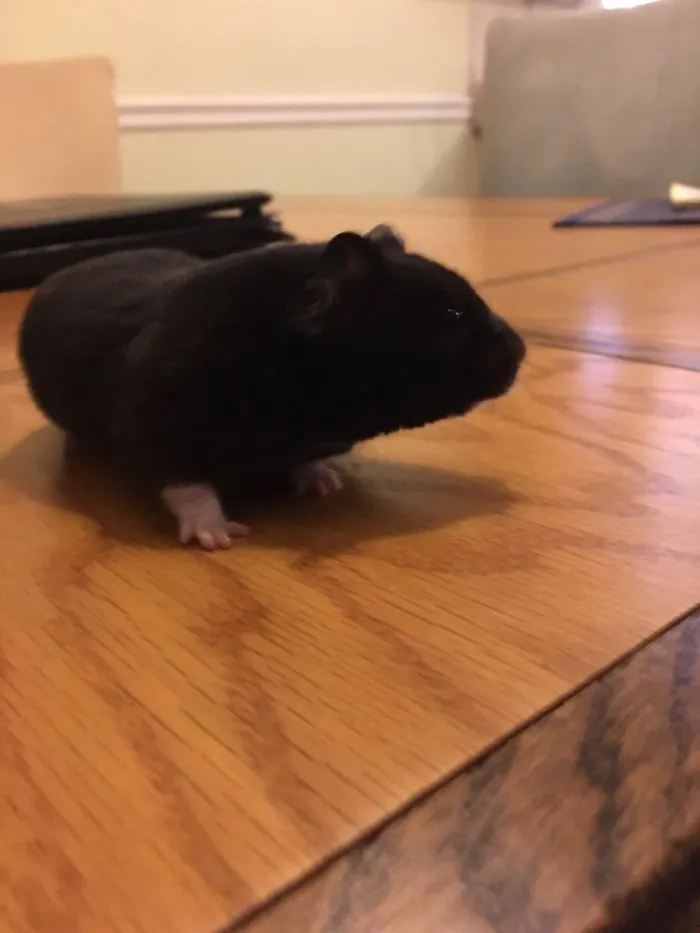 Cute Hamsters