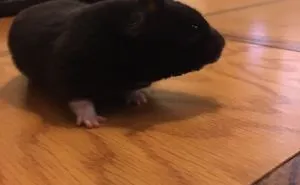 Cute Hamsters