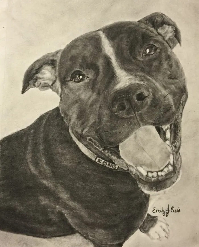Pitbull