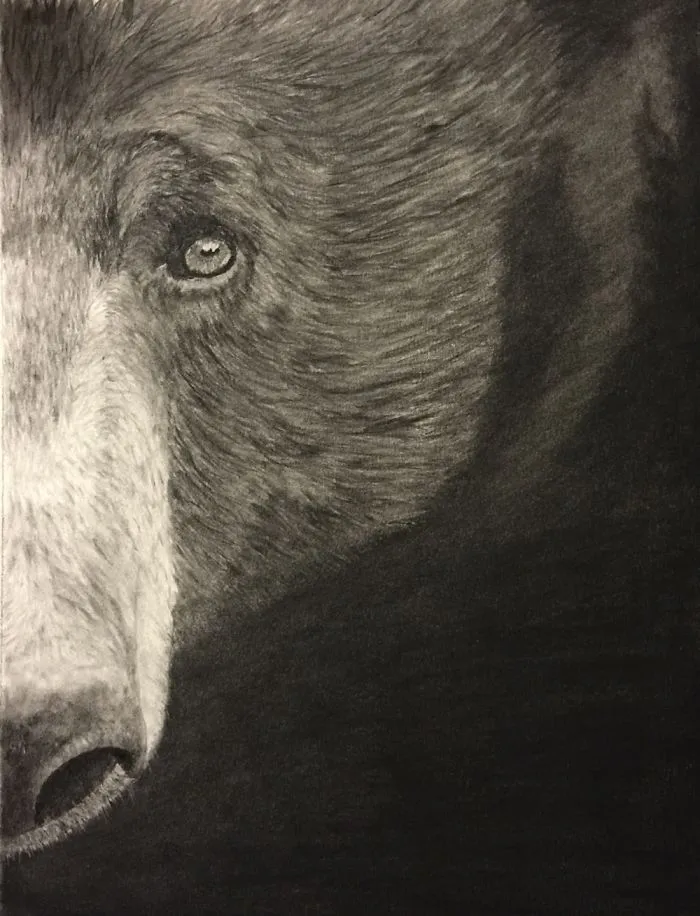 Bear Watch
