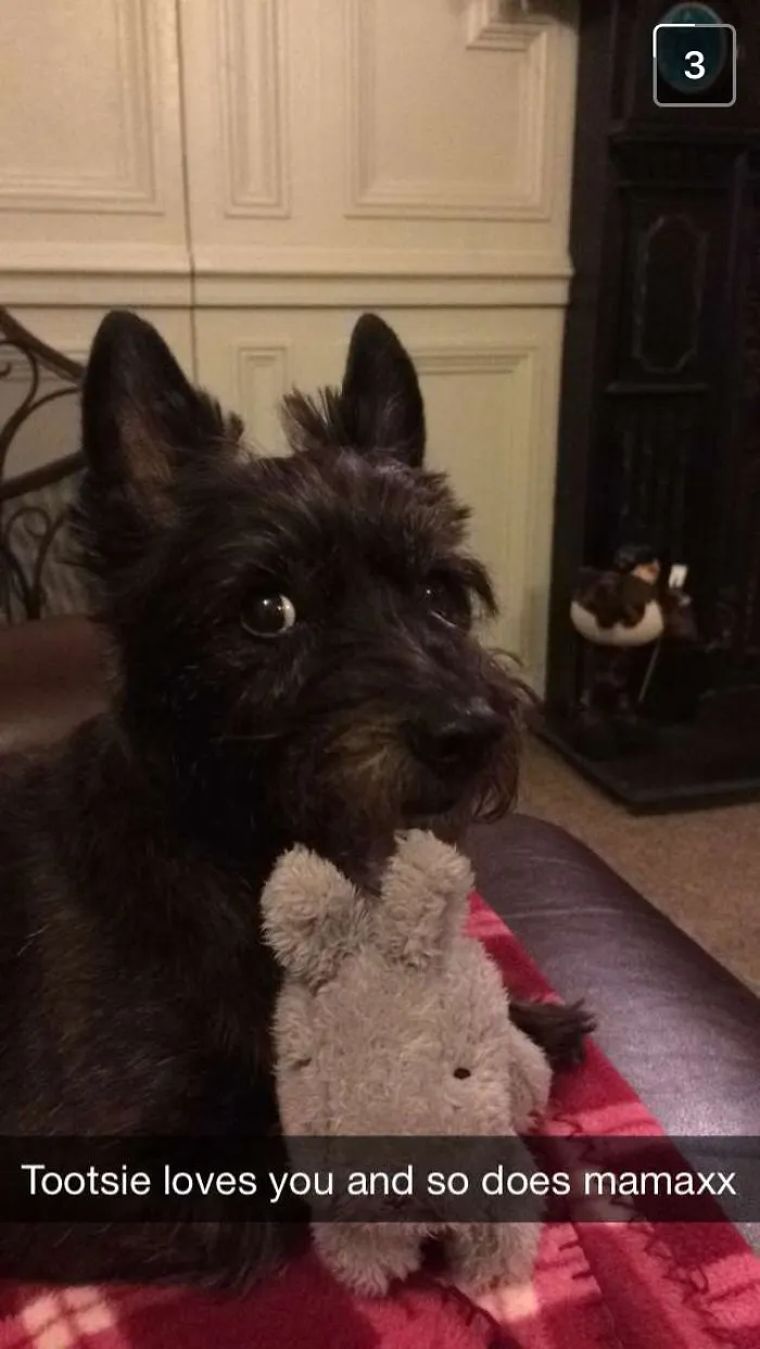 Cutest Terrier Ever