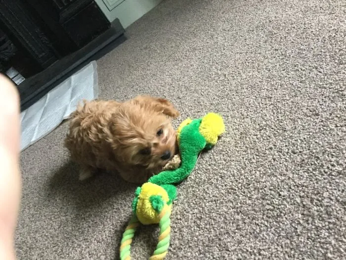 Cutest Cavapoo Ever
