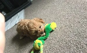 Cutest Cavapoo Ever