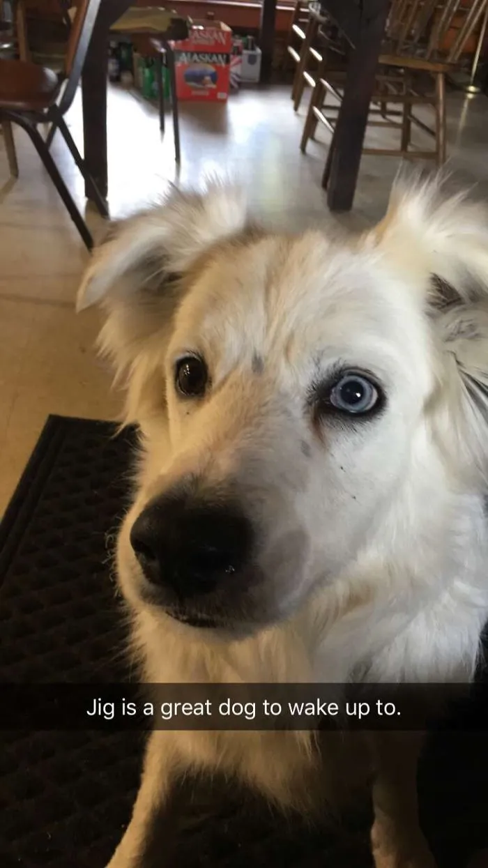 Jig The Border Collie
