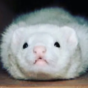 ferretcarrot