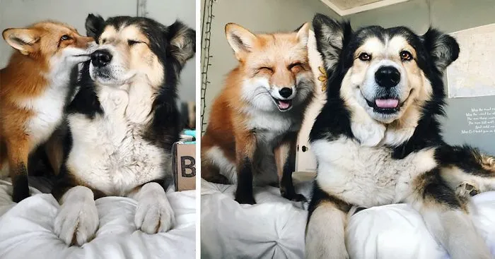Pet Fox Becomes Best Friends With A Dog
