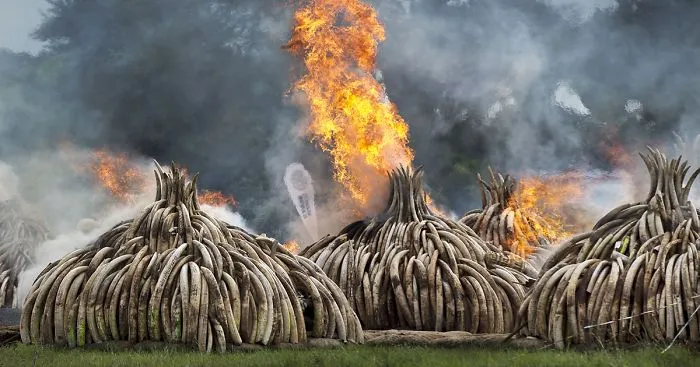 Kenya Burns $105 Million Worth Of Ivory To Send Poachers A Message
