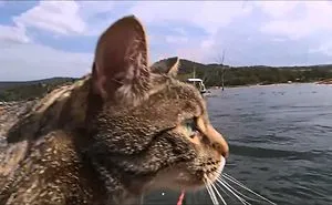 Why Not Try Tow Tubing This Summer? Yoshi The Cat Will Show You How!