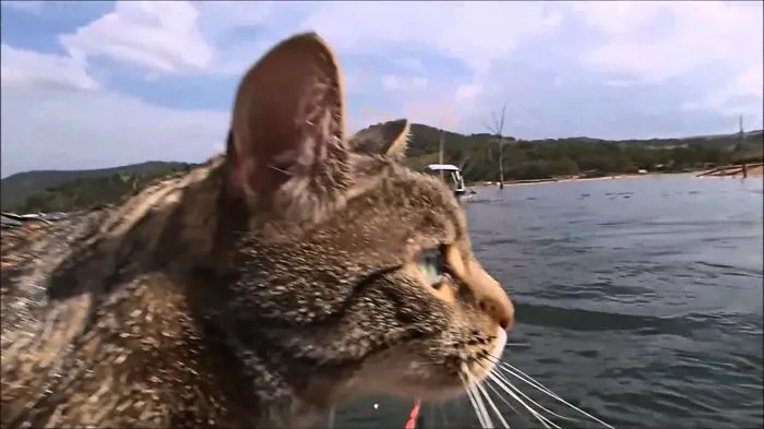 Why Not Try Tow Tubing This Summer? Yoshi The Cat Will Show You How!