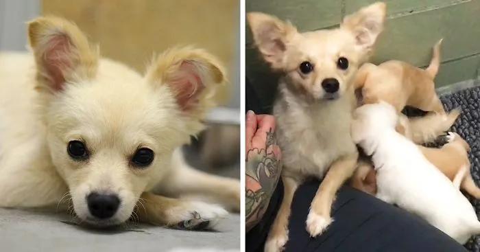 Sad Mama Dog Reunites With Her Lost Puppies