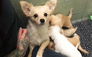 Sad Mama Dog Reunites With Her Lost Puppies