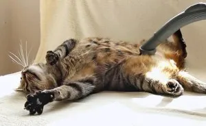 My Cat Bobo Loves Being Vacuumed