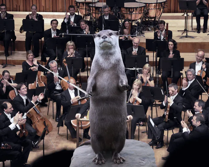 Music Director