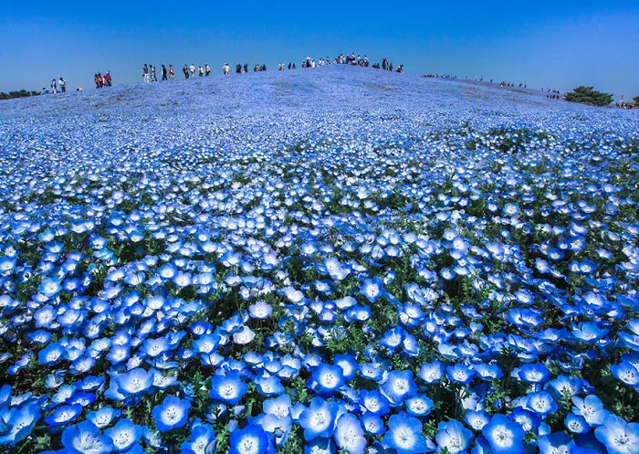 Blue Heaven, Japan
