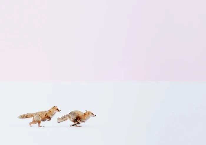 Wherever You Go, I Will Follow You, Japan