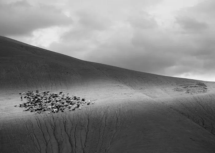 Pied Piper Of Ladhak, India