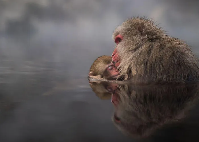 Family Ties, Japan