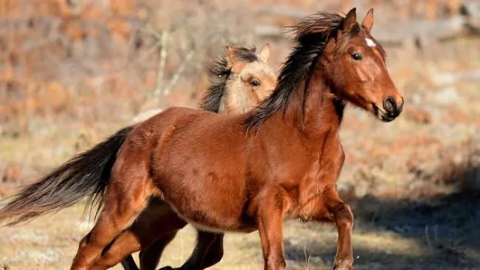 Time Is Running Out For The Wild Brumbies