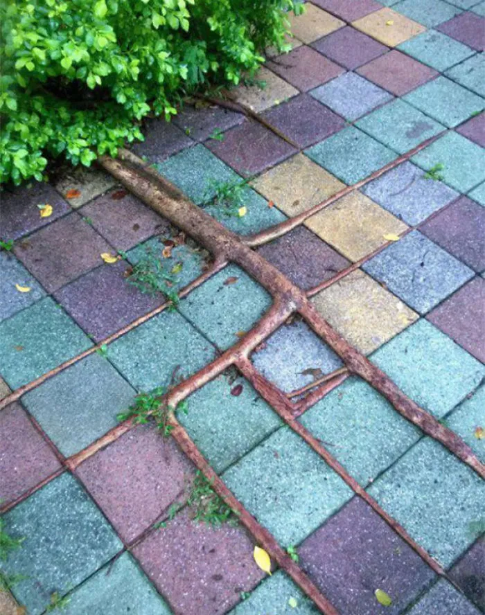 Square Roots