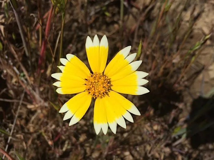This Flower With Near-Perfect Yellow Circle And White, Daisy Fringe