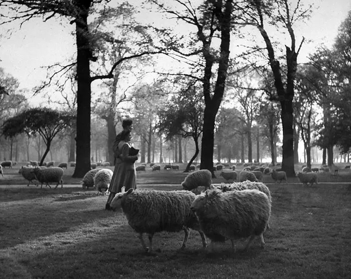 A woman stands in a park among sheep during wartime, capturing a historic moment of pastoral life.