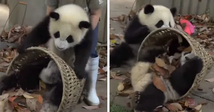 Naughty Pandas Just Won't Let Their Keeper Clean Their Enclosure