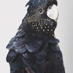tiagoobin