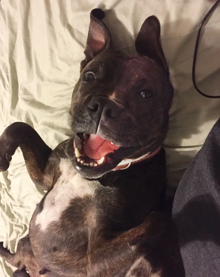 Scratch My Tummy Please!